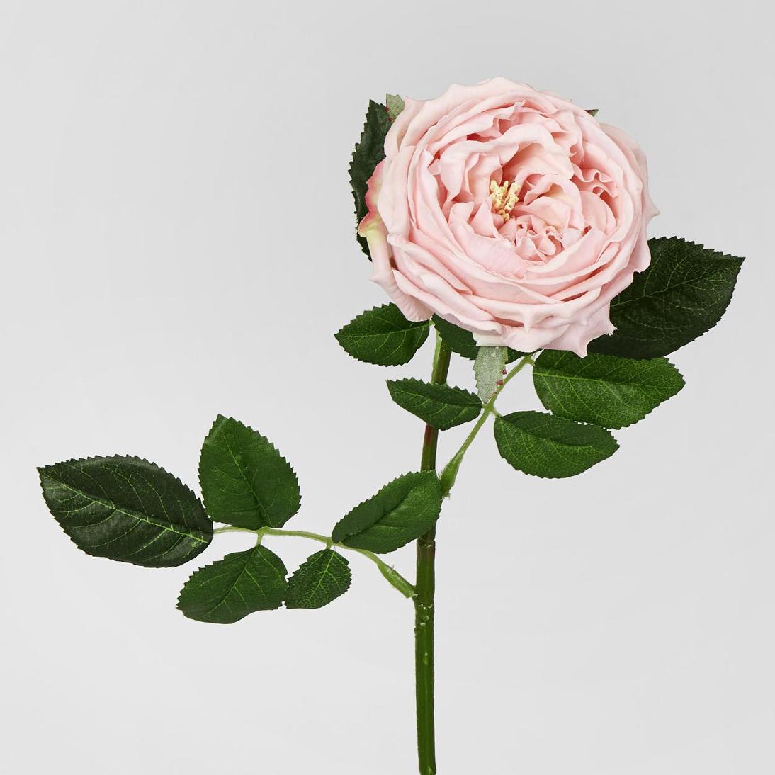 Dianna Real Touch Rose Steam Light Pink60cm 15 pcs