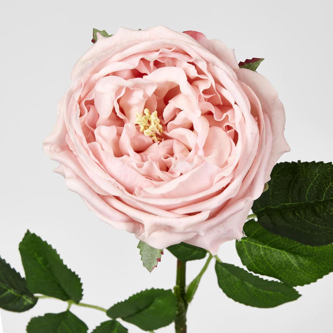Dianna Real Touch Rose Steam Light Pink60cm 15 pcs