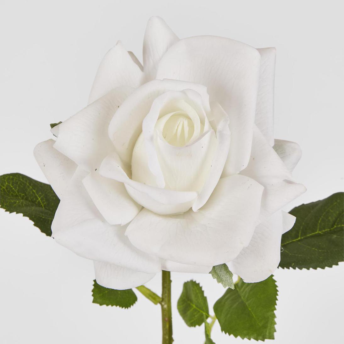 Walter Real Touch Rose Stem Ivory61cm 12 pcs