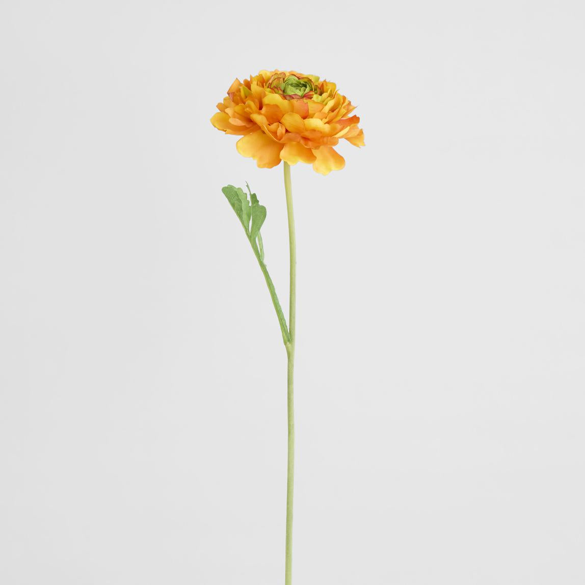 Ranunculus Stem 56cm Orange 6 pcs