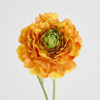 Ranunculus Stem 56cm Orange 6 pcs