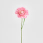 Ranunculus Stem 56cm Pink 6 pcs