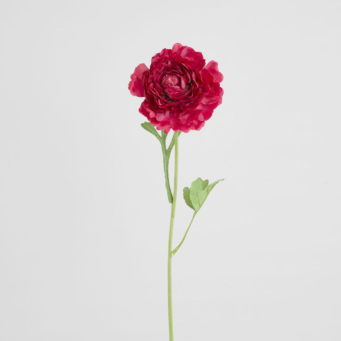 Ranunculus Stem 56cm Dark Pink 6 pcs