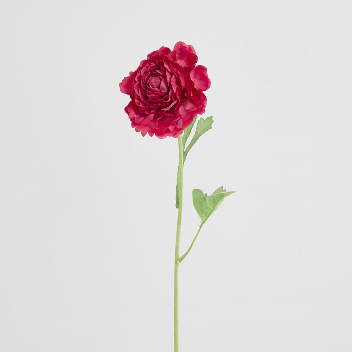Ranunculus Stem 56cm Dark Pink 6 pcs