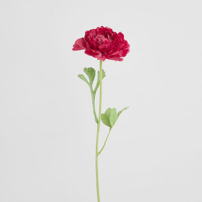 Ranunculus Stem 56cm Dark Pink 6 pcs