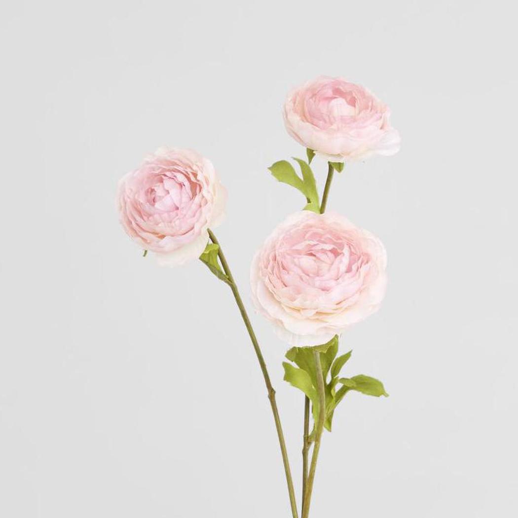 Ranunculus Pink 60cm 12 pcs