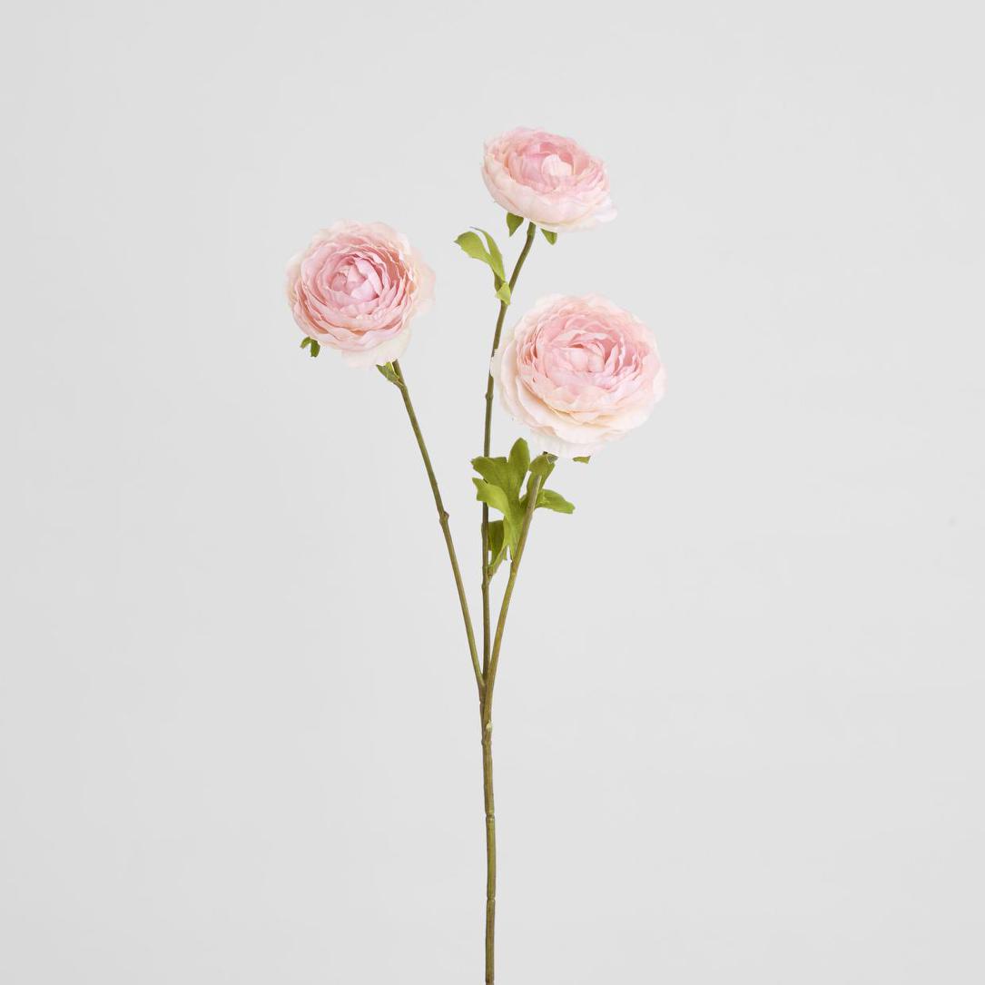 Ranunculus Pink 60cm 12 pcs
