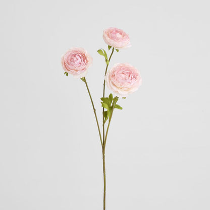 Ranunculus Pink 60cm 12 pcs