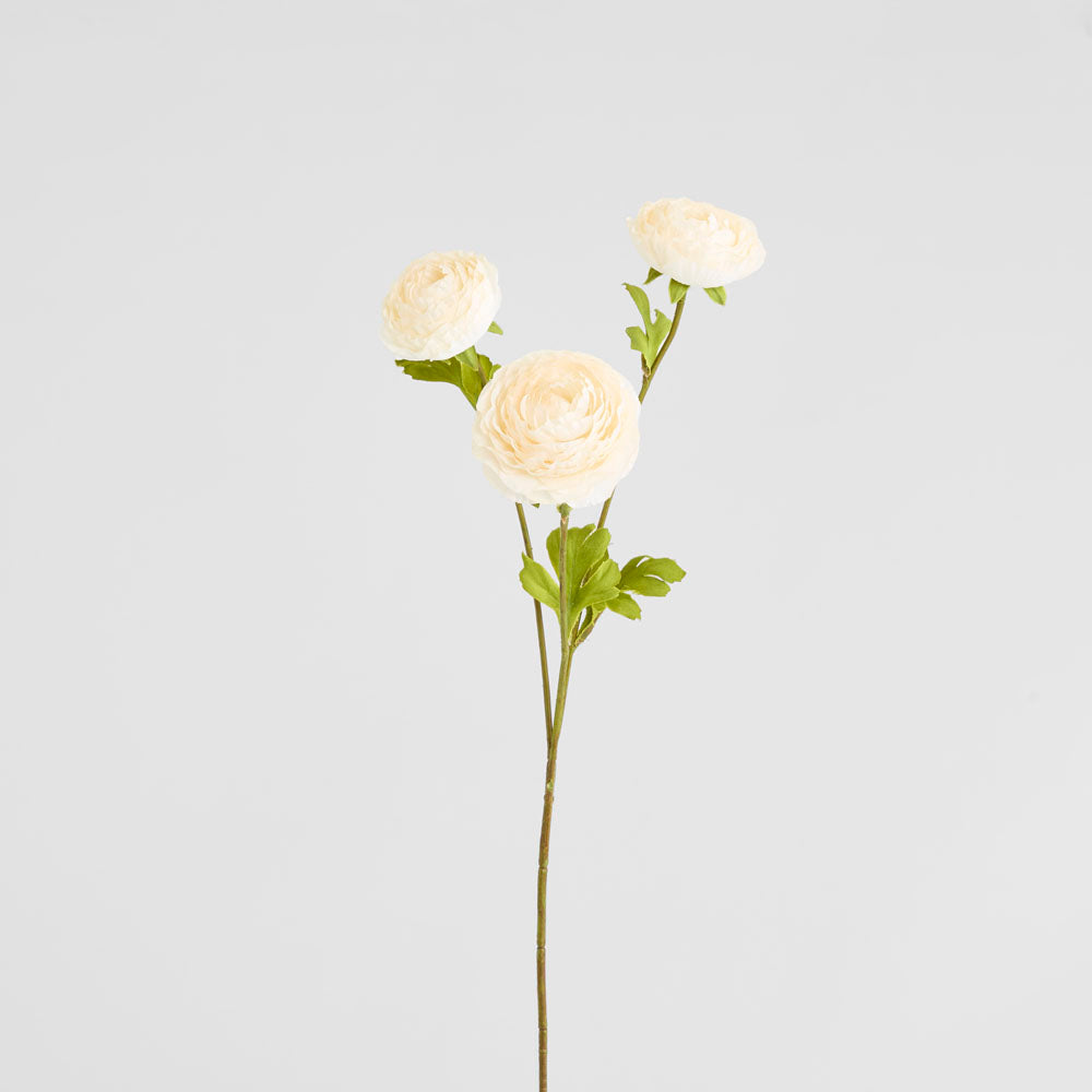 Ranunculus White 60cm 12 pcs
