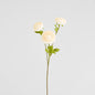 Ranunculus White 60cm 12 pcs