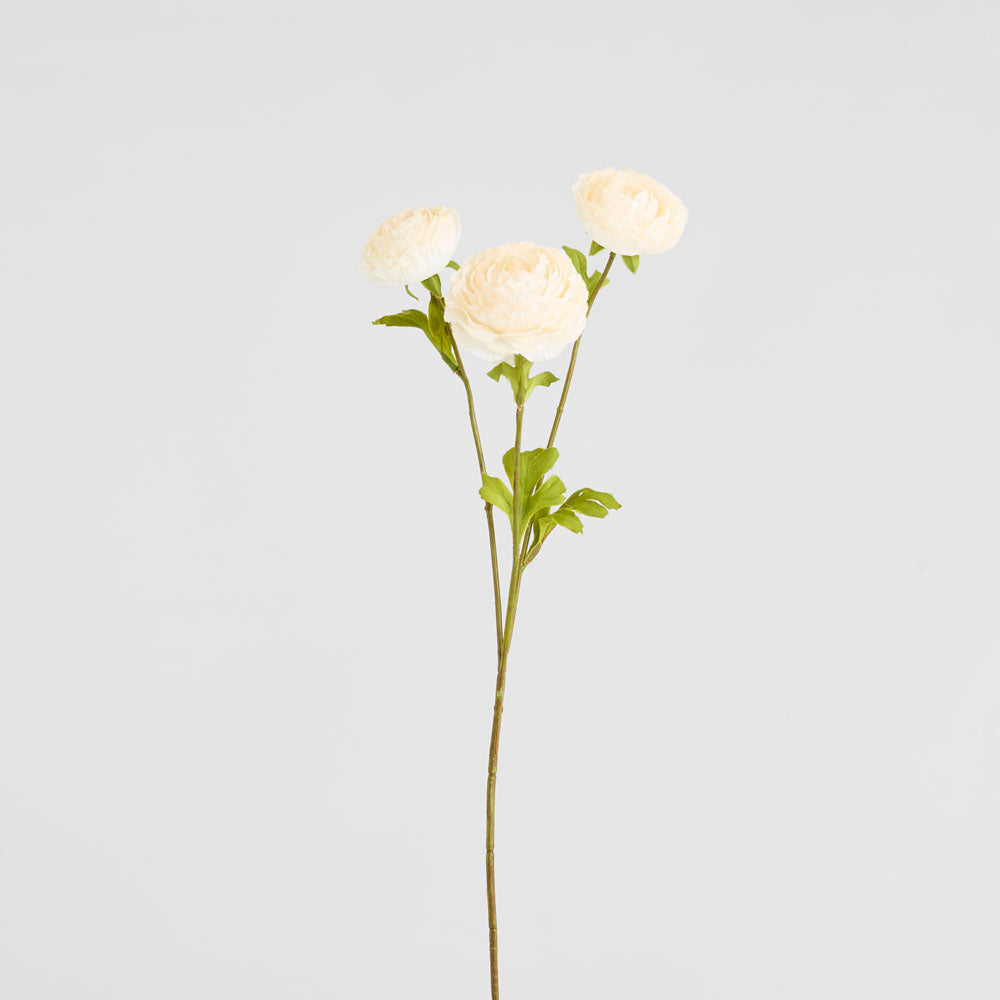Ranunculus White 60cm 12 pcs