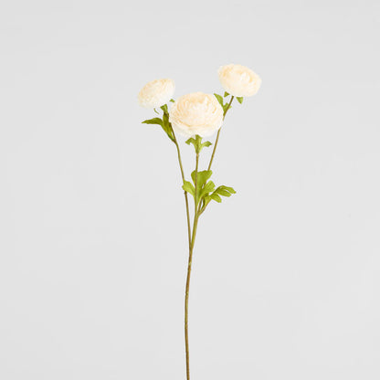 Ranunculus White 60cm 12 pcs