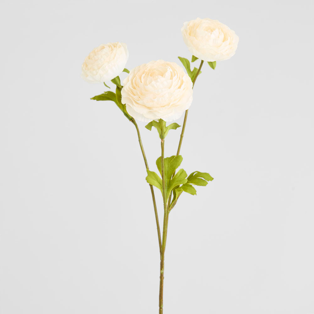 Ranunculus White 60cm 12 pcs