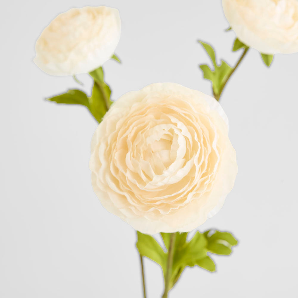 Ranunculus White 60cm 12 pcs