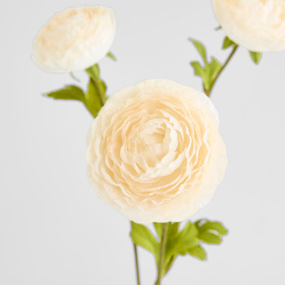 Ranunculus White 60cm 12 pcs