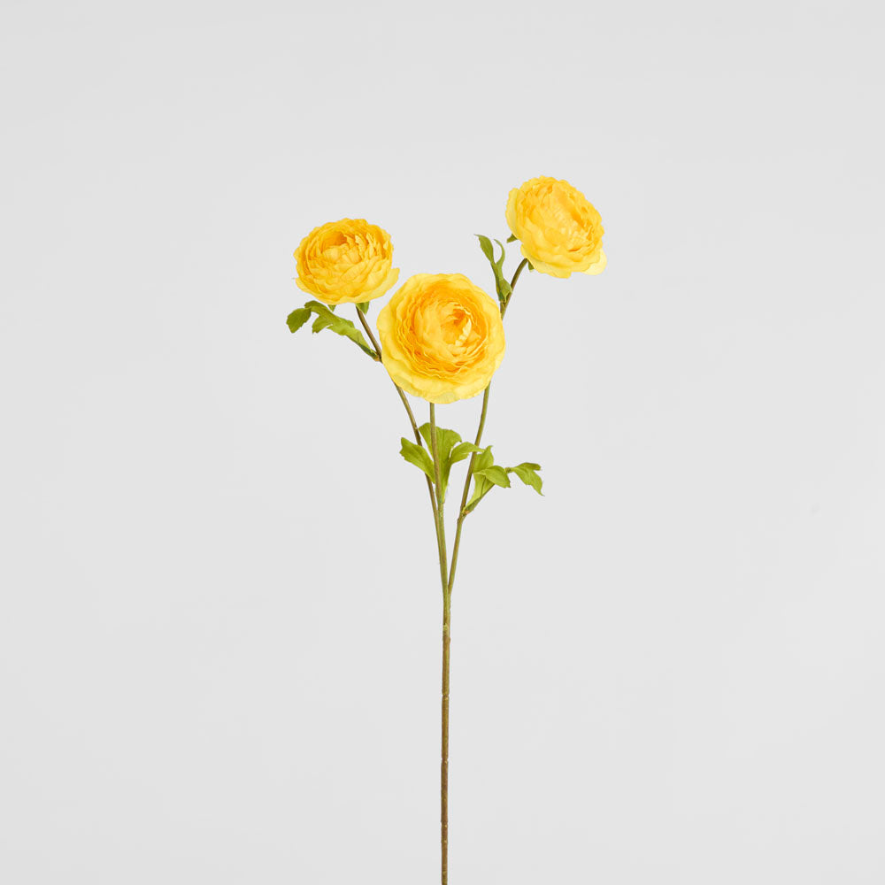 Ranunculus Yellow 60cm 12 pcs