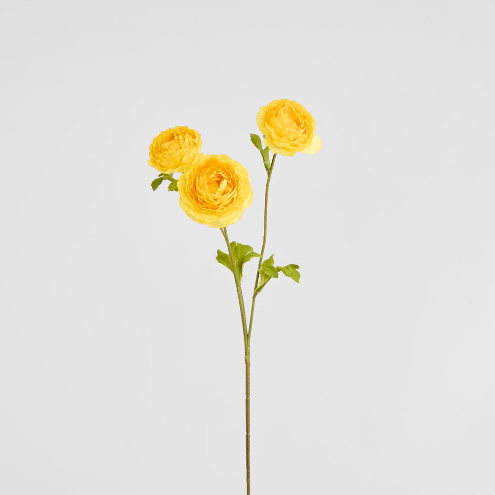 Ranunculus Yellow 60cm 12 pcs