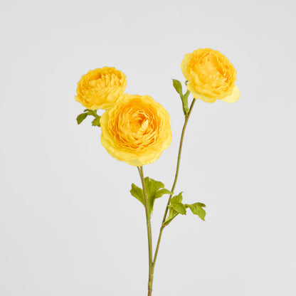 Ranunculus Yellow 60cm 12 pcs