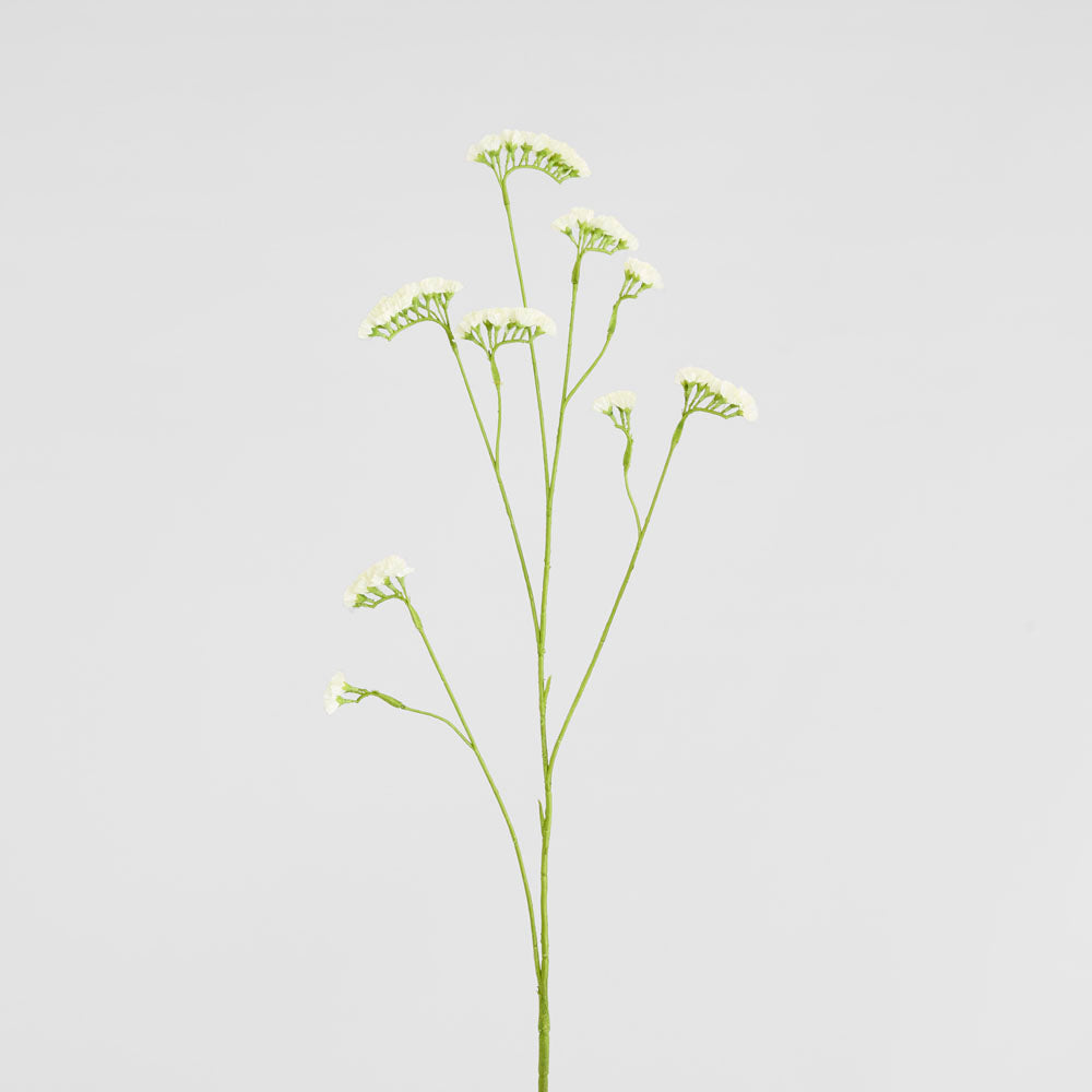 Rosemary White 92cm