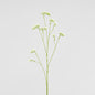 Rosemary White 92cm