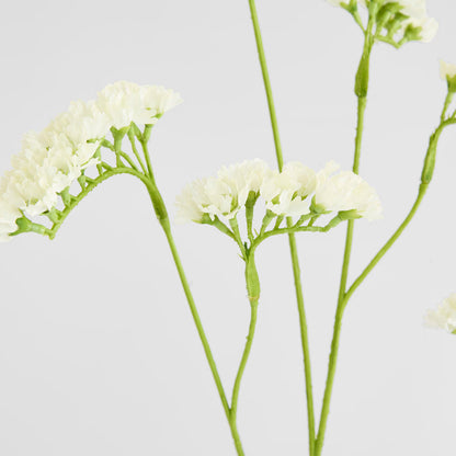 Rosemary White 92cm
