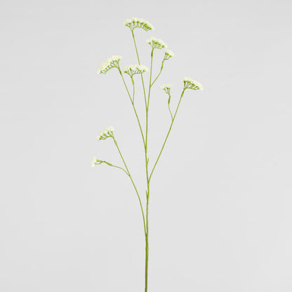 Rosemary White 92cm