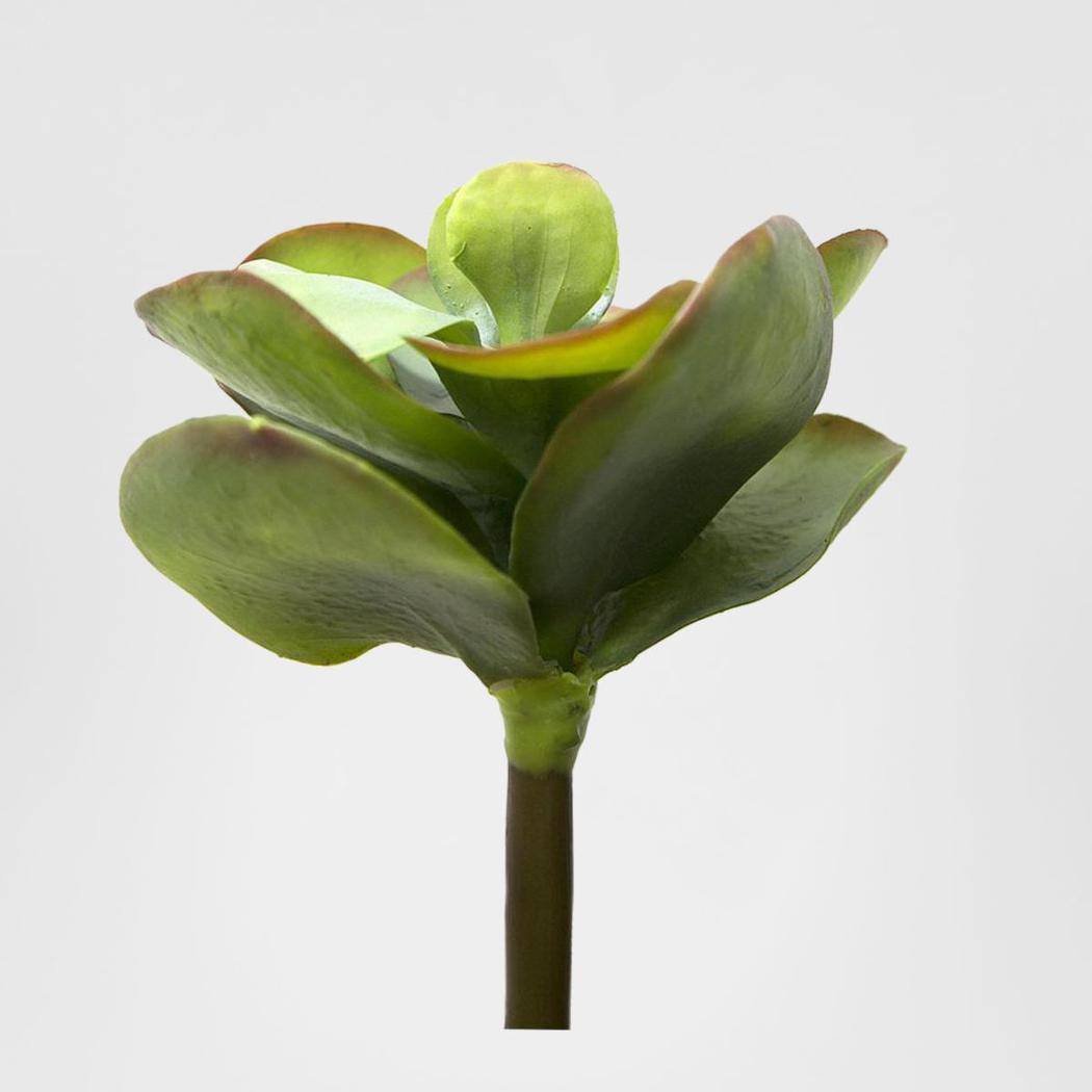 Flapjack Succulent 30cm