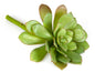 Succulent 19cm Light Green 6 pcs