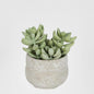 Succulent in Ceramic Grey Pot Green 12cm