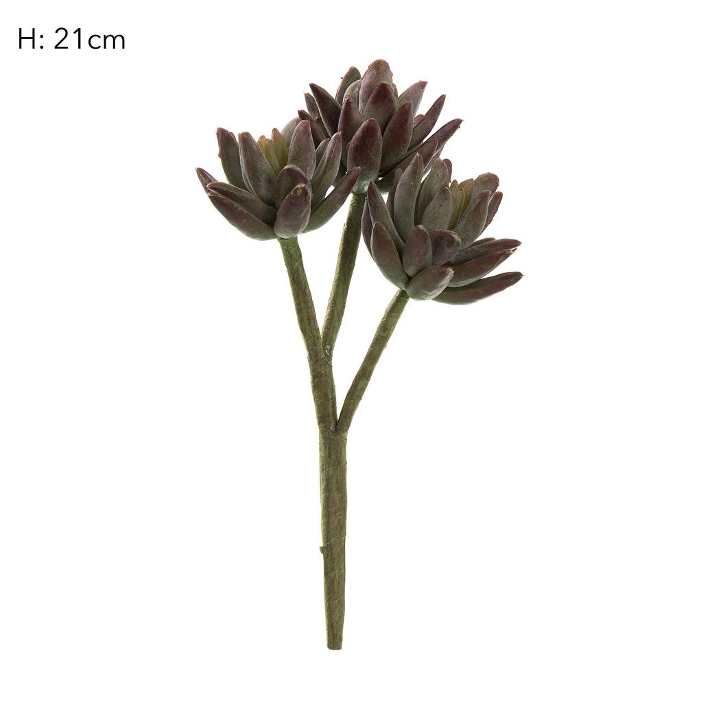 Agave succulent Stem 20cm Burgundy 6 pcs