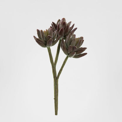 Agave succulent Stem 20cm Burgundy 6 pcs