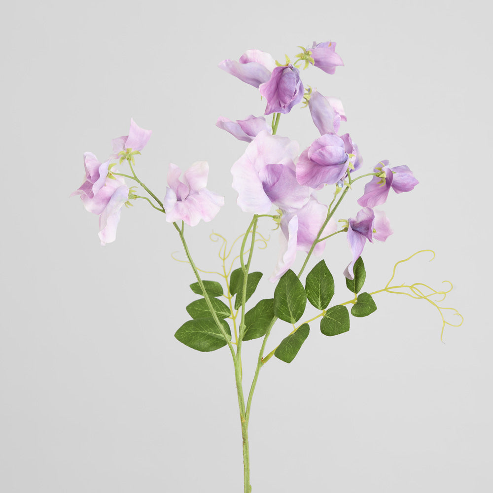 Sweetpea Spray 70cm Lavender 6 pcs