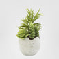Succulent Mixed in Pot 18cm