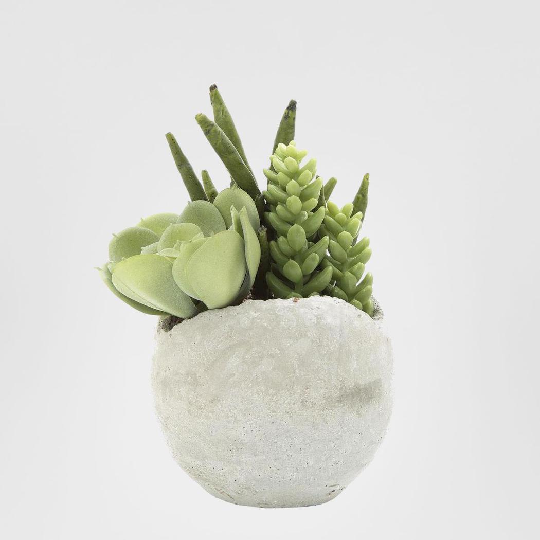 Succulent Mixed in Pot 17cm