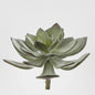 Succulent Pearl Pick 15cm Grey 6 pcs