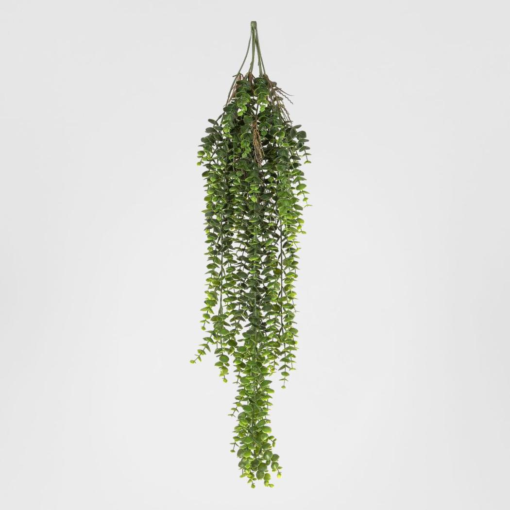 Staghorn Hanging 80cm