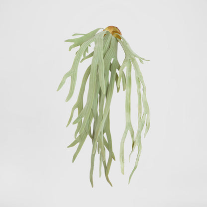 Staghorn Fern Hanging 70cm