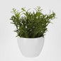 Sedum In Melamine Pot