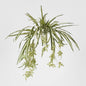 Spider Bush 5 Heads