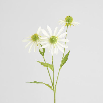 Black Eye Susan Stem 65cm White 6 pcs