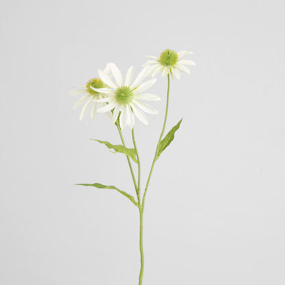 Black Eye Susan Stem 65cm White 6 pcs