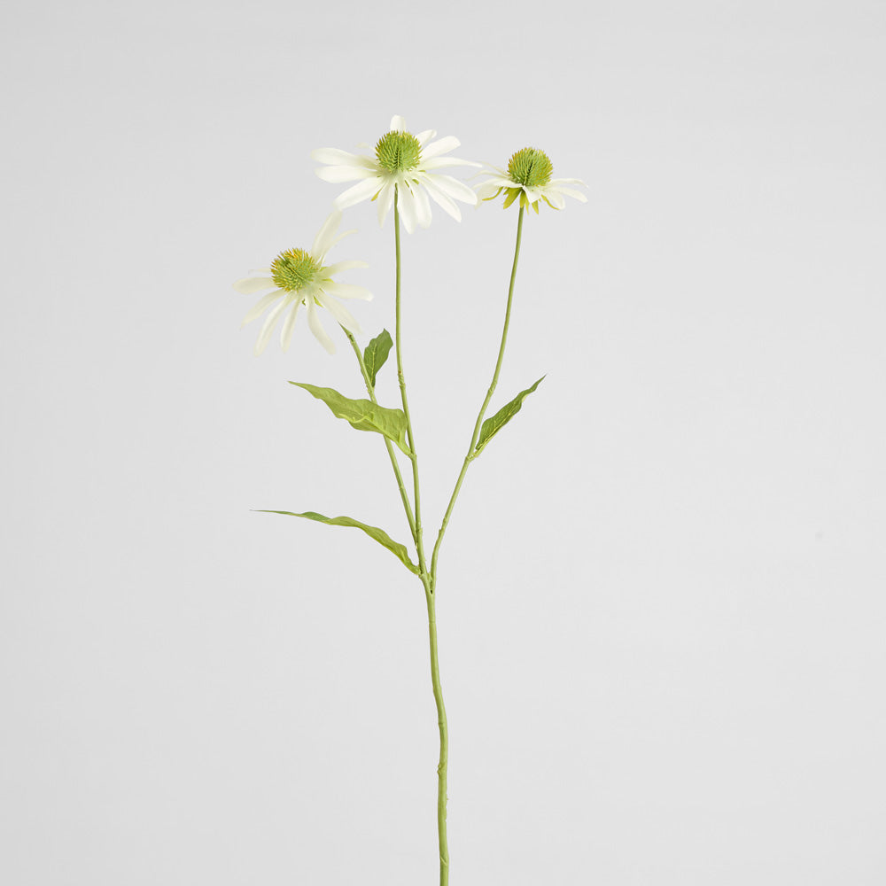 Black Eye Susan Stem 65cm White 6 pcs