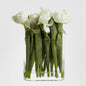 Tulip in Water in Vase White