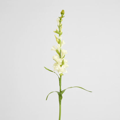 Tuberose Spray 80cm Cream