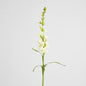 Tuberose Spray 80cm Cream