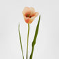 Tulip Real Touch Stem 73cm Peach 2 pcs