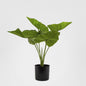 Sweet Taro Real Touch Leaf In Black Plastic Pot