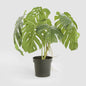 Monstera Variegated Plant