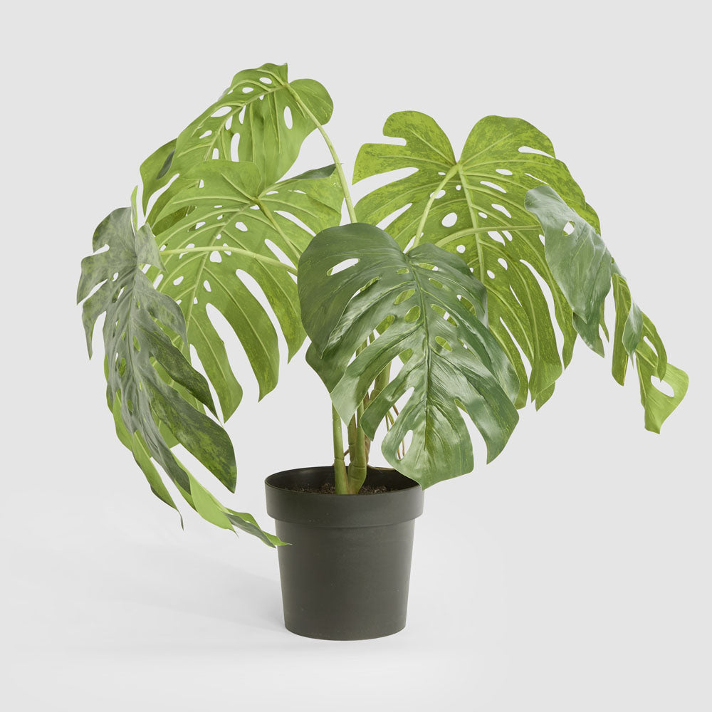 Monstera Variegated Plant