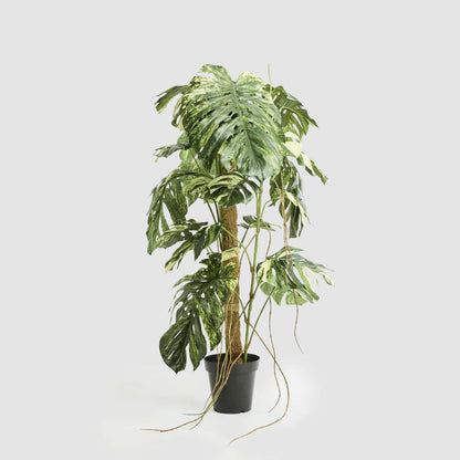 Monstera Variegated Tree